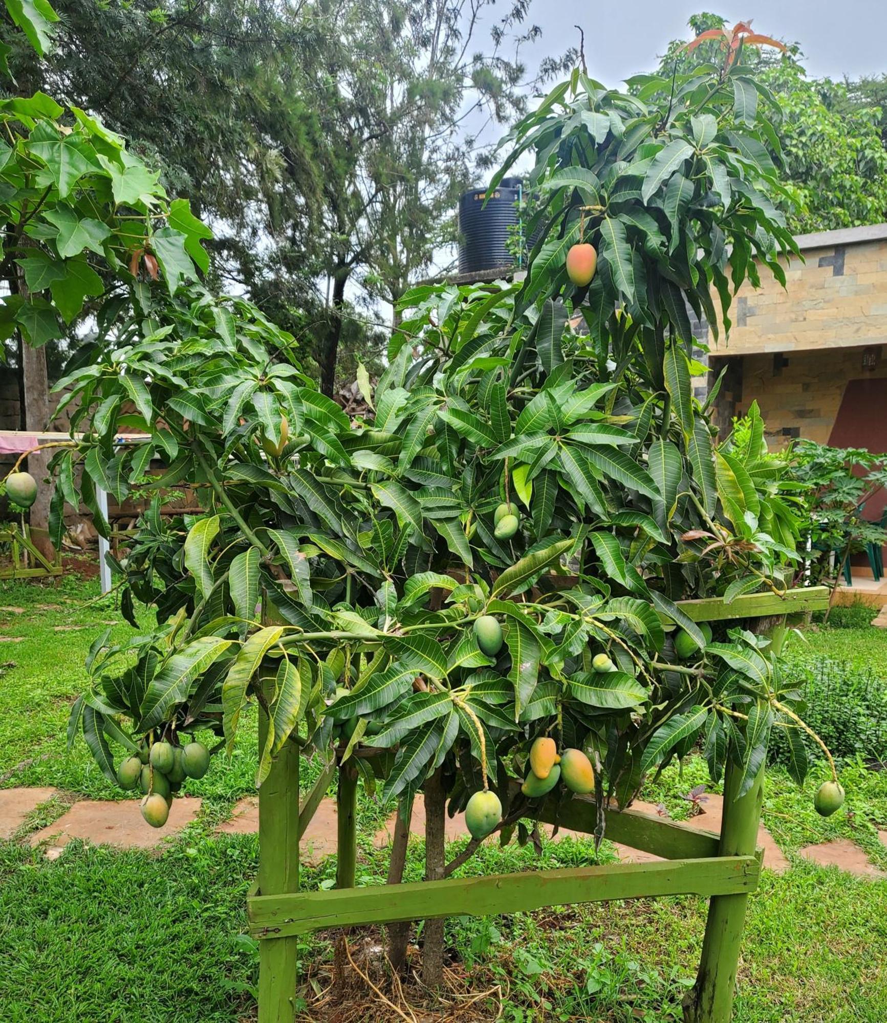 Edaala Comfort - Cottage Rooms Nairobi Exterior photo