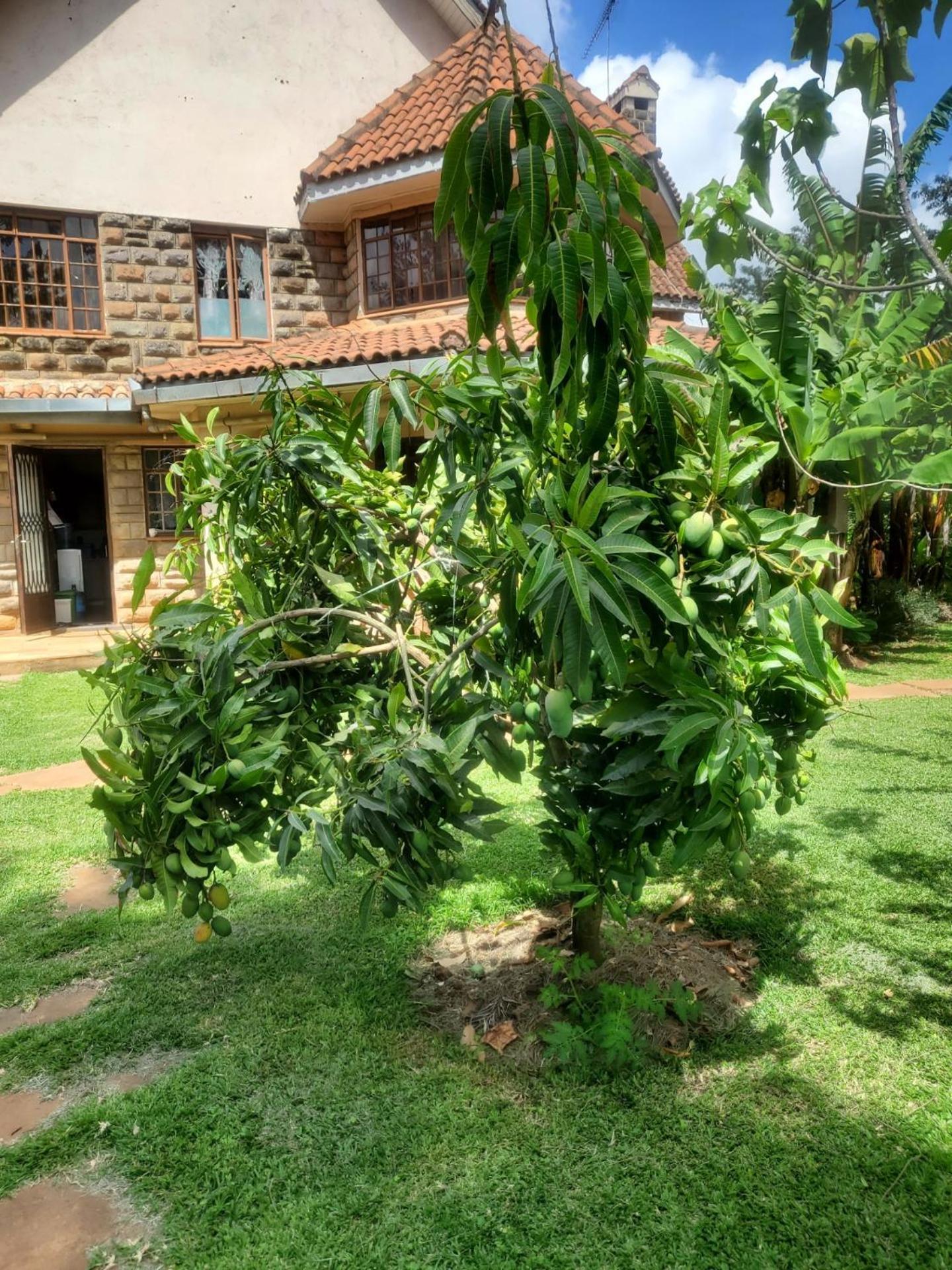Edaala Comfort - Cottage Rooms Nairobi Exterior photo