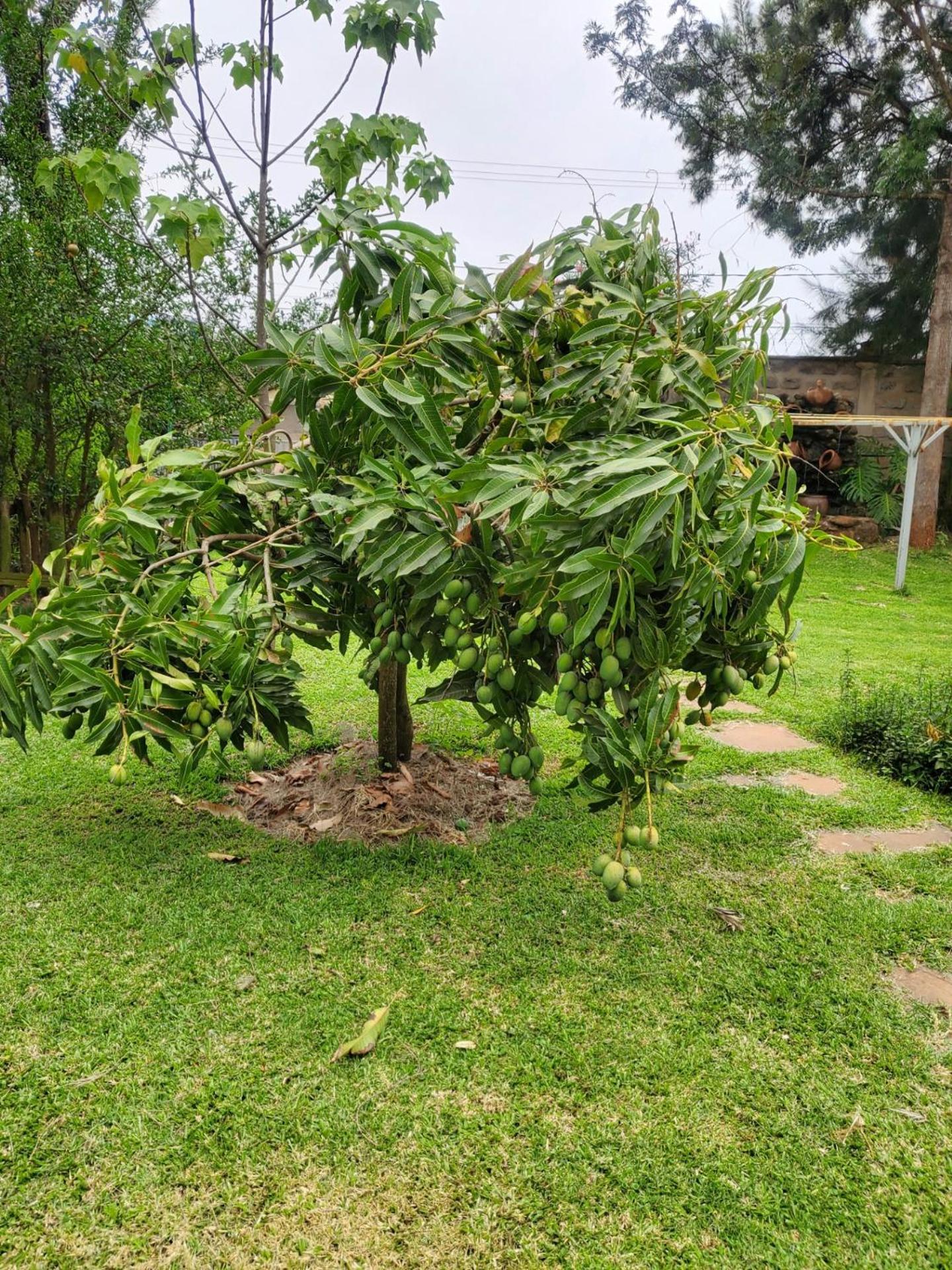 Edaala Comfort - Cottage Rooms Nairobi Exterior photo